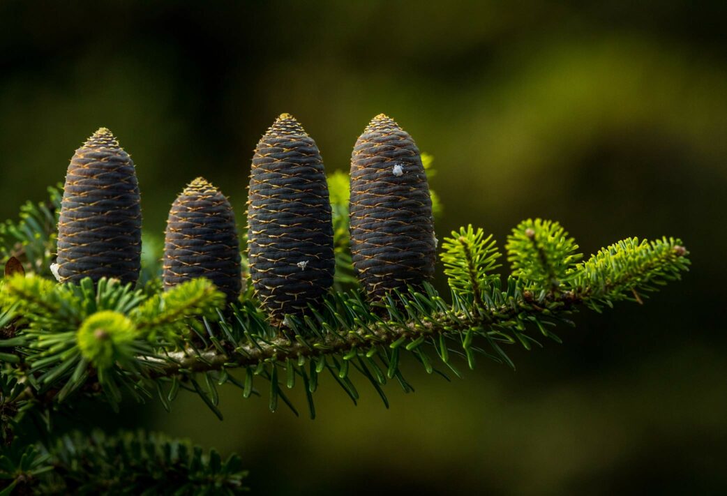 pine cones tree