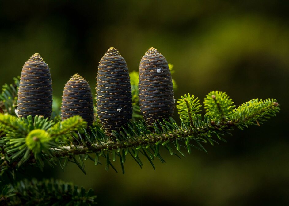 pine cones tree